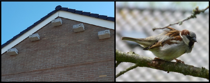 Nestkasten en huismus