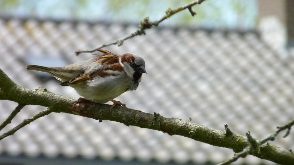 huismus